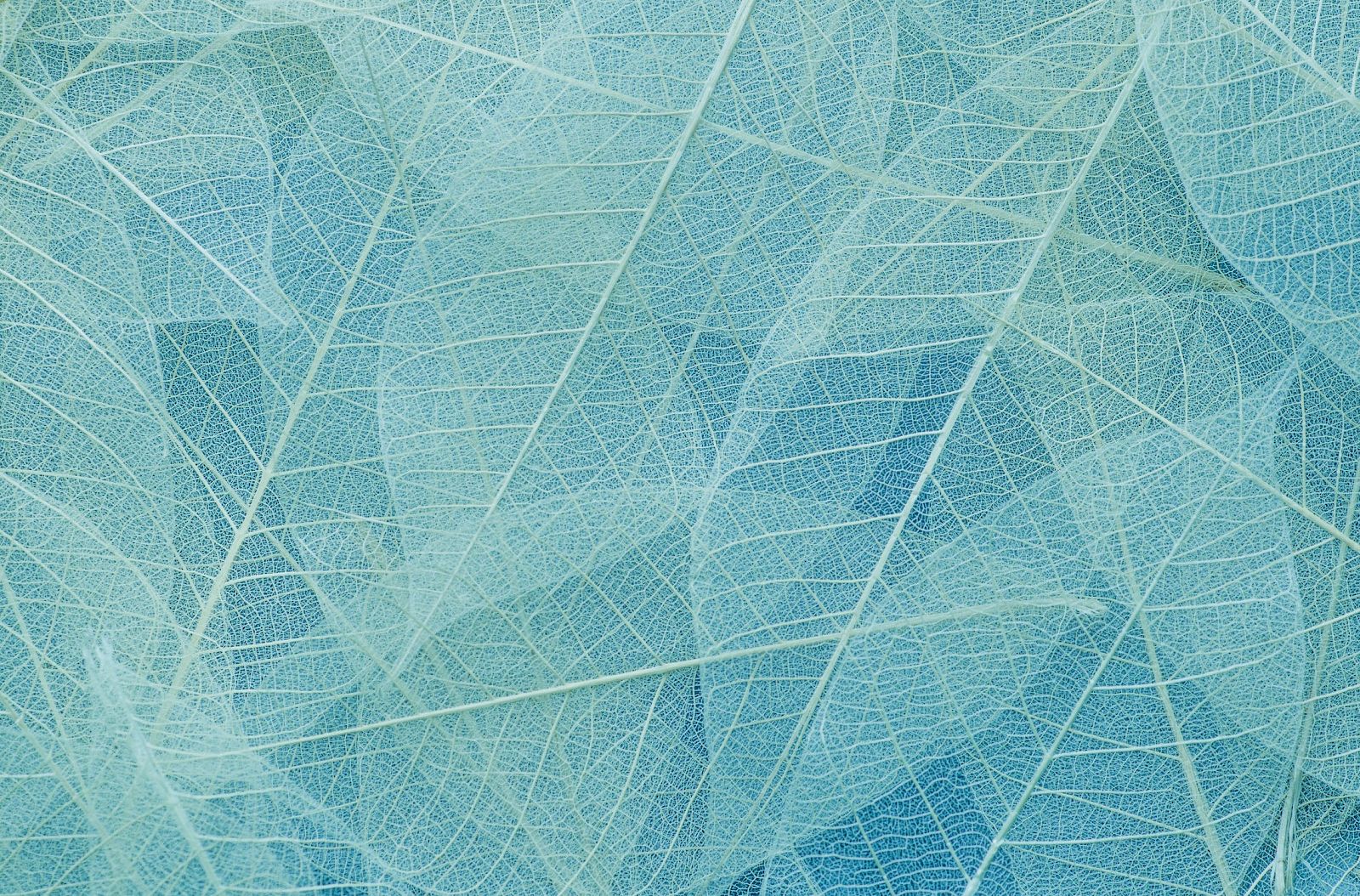 The image shows numerous translucent, overlapping leaves arranged in a layered pattern, displaying intricate vein structures in pale blue tones.